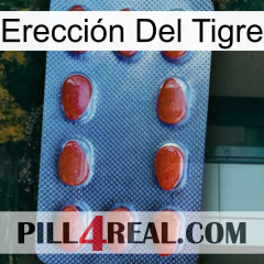 Erección Del Tigre 06